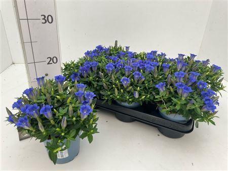<h4>Gentiana Cultivars P10,5 Big Blue</h4>