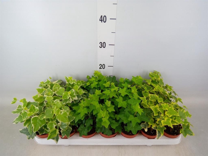 <h4>Hedera   ...mix</h4>