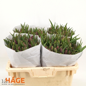 TU EN BOLROYAL DREAM