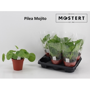 PILEA PEPEROMIOIDES