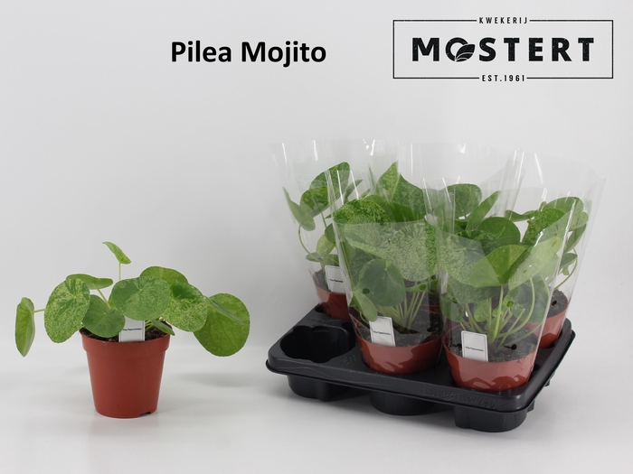 <h4>PILEA PEPEROMIOIDES</h4>