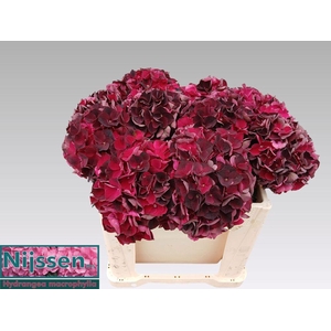 Hydrangea mag dark ruby classic