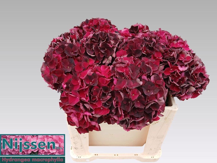 <h4>Hydrangea mag dark ruby classic</h4>