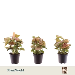 Syngonium Neon Robusta 7 cm
