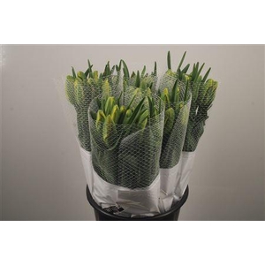 Tu Fr Parrot Courtine