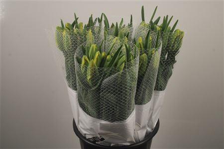 <h4>Tu Fr Parrot Courtine</h4>