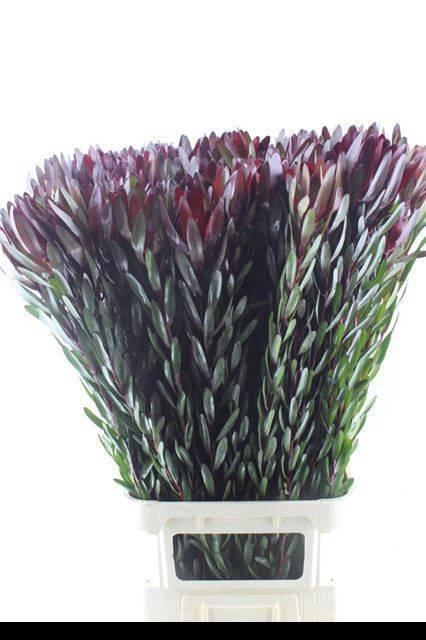 <h4>LEUCAD SAF SUNSET</h4>