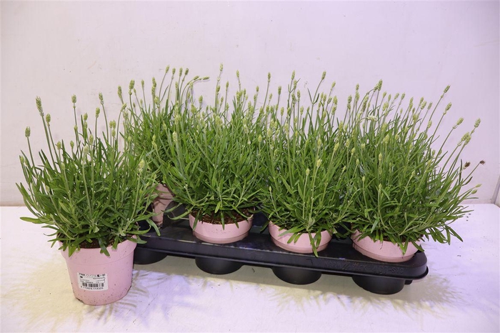 <h4>arr8 Lavan An Rosea</h4>