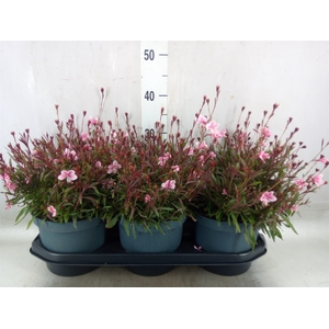 Gaura lindheimeri   ...