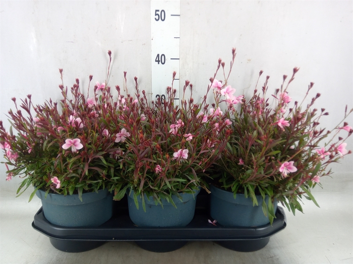 <h4>Gaura lindheimeri   ...</h4>