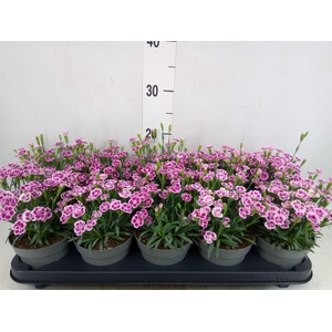 Dianthus  'Pink Kisses'