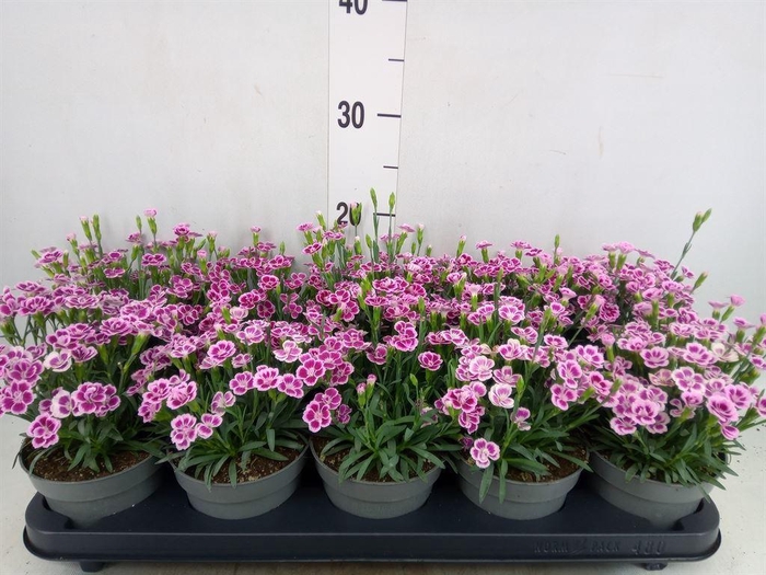<h4>Dianthus  'Pink Kisses'</h4>
