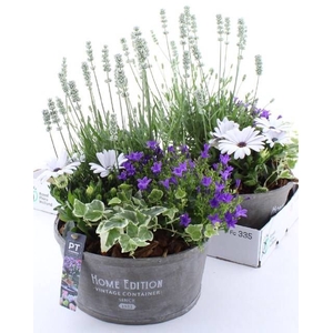 ARR TUINPLANTEN