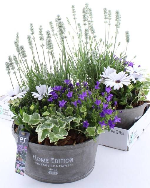 <h4>ARR TUINPLANTEN</h4>