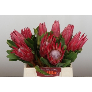 Protea Cynaroides Madiba