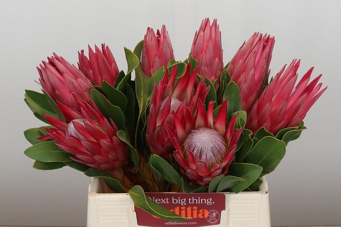 <h4>Protea Cynaroides Madiba</h4>