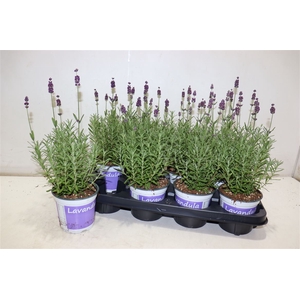 Lavan Angustifolia