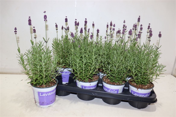 Lavan Angustifolia