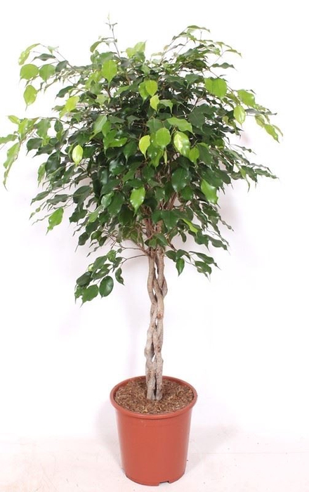 <h4>Ficus Exotica</h4>