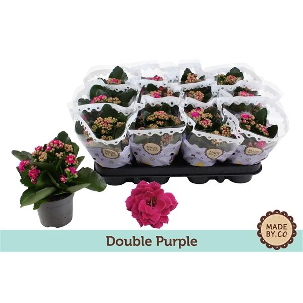 <h4>Kalanchoë Double Purple</h4>