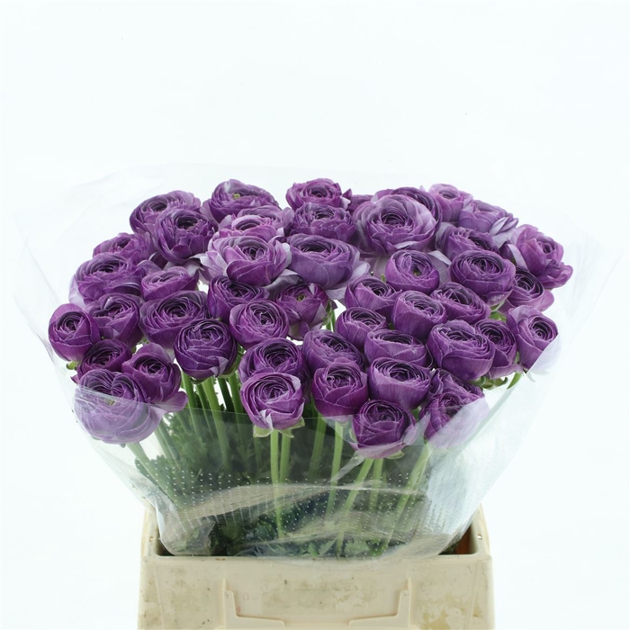 <h4>Ran Su Parmela Extra (fr)</h4>