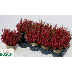 CALLU BL SCARL EARLY