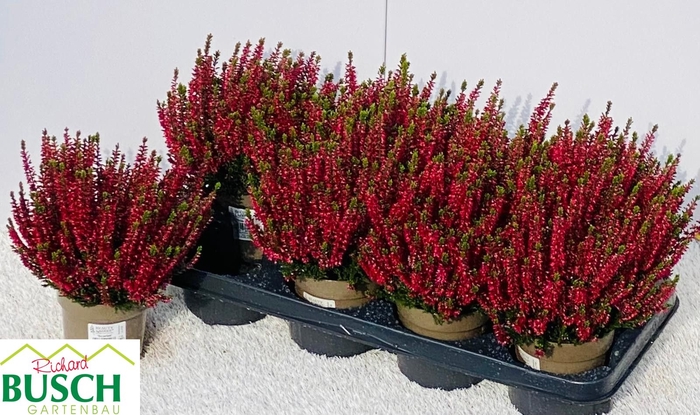<h4>CALLU BL SCARL EARLY</h4>