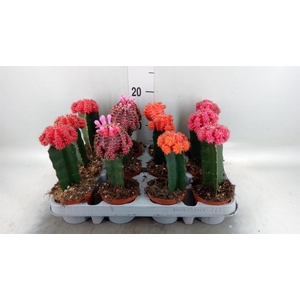 Gymnocalycium mihanov. 'Brasil'
