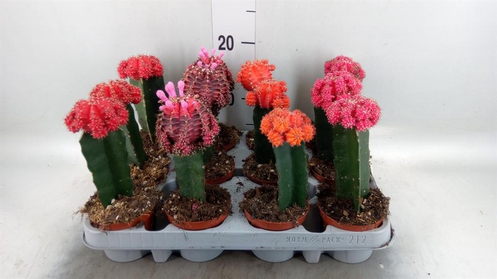 <h4>Gymnocalycium mihanov. 'Brasil'</h4>