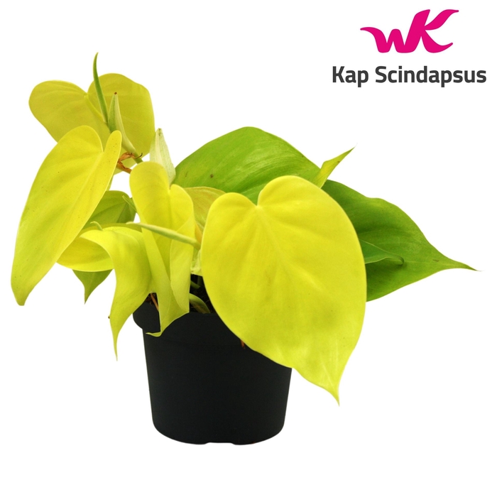 <h4>Philodendron scand. 'Lemon Lime'</h4>