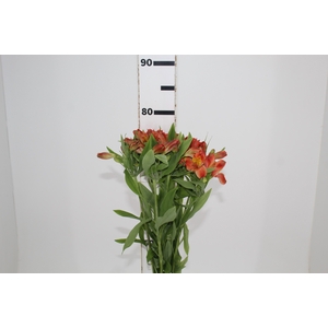 ALSTROEMERIA CINNAMON 080 CM