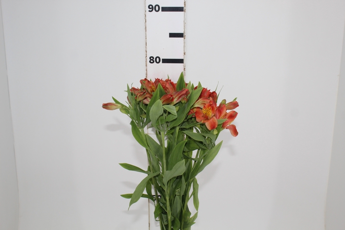 <h4>ALSTROEMERIA CINNAMON 080 CM</h4>