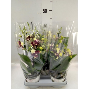 Phalaenopsis   ...mix