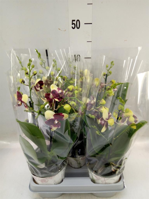 <h4>Phalaenopsis ...mix</h4>