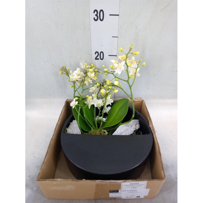 <h4>Arr.  Phalaenopsis MT 18+   H%</h4>