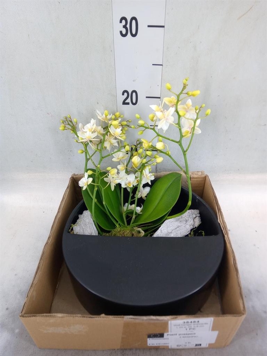 Arr.  Phalaenopsis MT 18+   H%