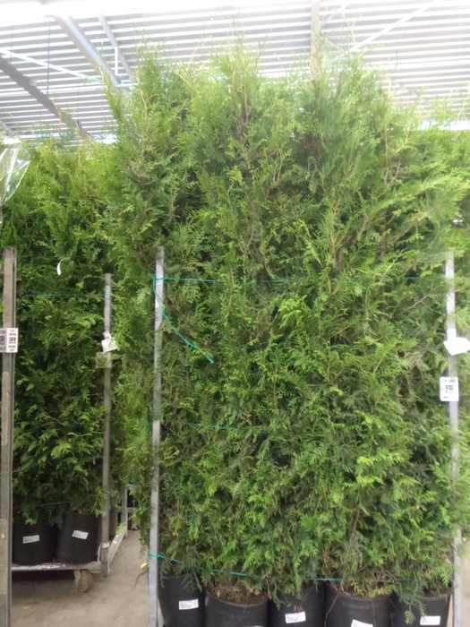 <h4>Thuja occid. 'Brabant'</h4>