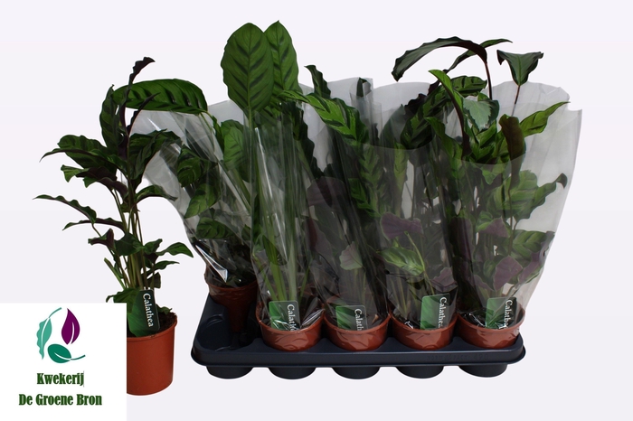 <h4>CALAT GEM 3 SRT</h4>