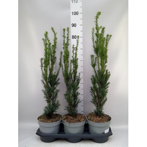 Taxus media 'Hillii'