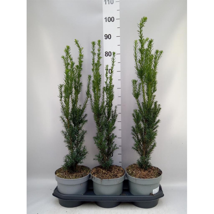 <h4>Taxus media 'Hillii'</h4>