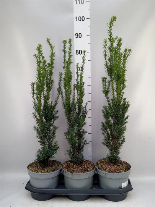 Taxus media 'Hillii'