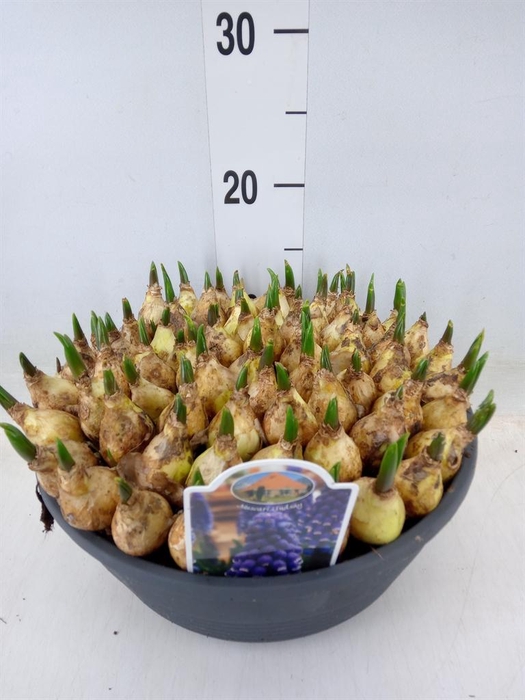 <h4>Muscari  'Lindsay'</h4>