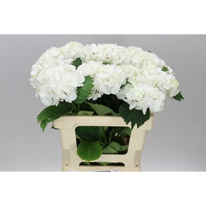 Hyd Lolly Pop White