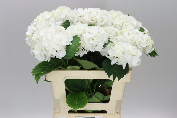<h4>Hyd Lolly Pop White</h4>