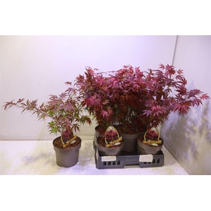 Acer Pa Atropurpureu