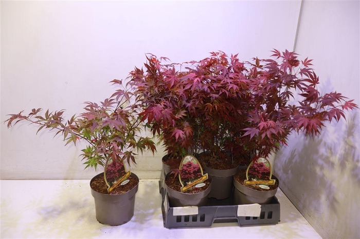 <h4>Acer Pa Atropurpureu</h4>