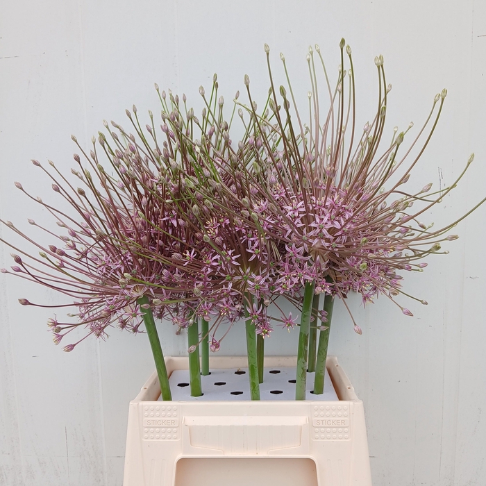 <h4>ALLIUM SCHUBERTII</h4>