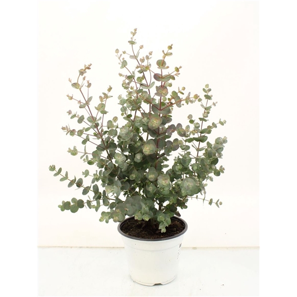 <h4>Eucalyptus Gunnii Bush -304</h4>