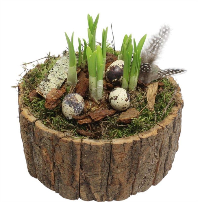 3019 SCHORS ROND TETE