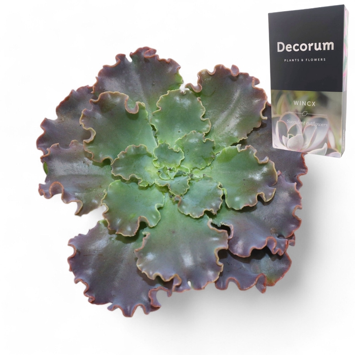 <h4>Echeveria Shaviana Cutflower Wincx-8cm</h4>